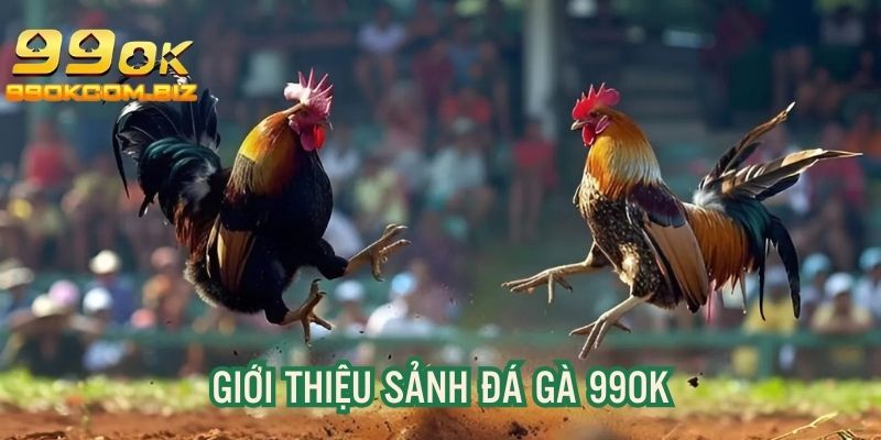 Giới thiệu sơ lược về sân chơi đá gà của 99OK.COM