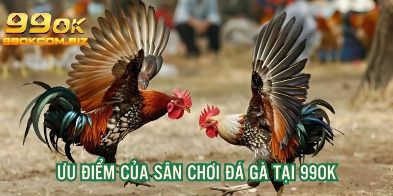 Ưu điểm nổi bật khi tham gia đá gà trực tuyến tại web 99OK